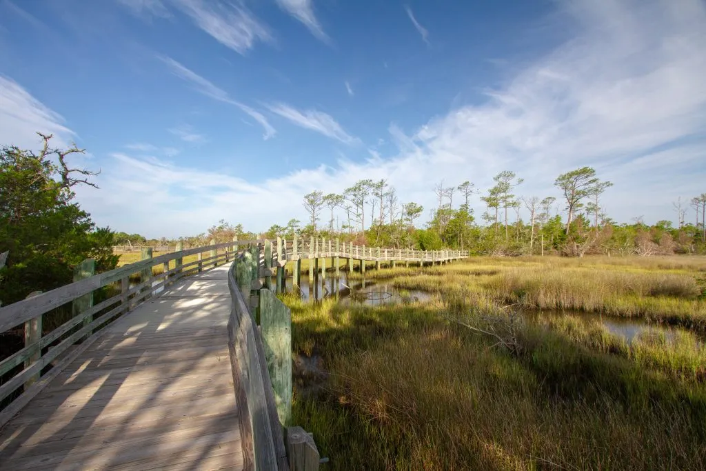 boardwalk in croatan national forest north carolina