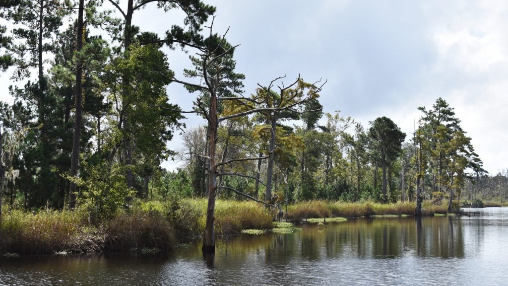 bald cypress trees along the river new bern