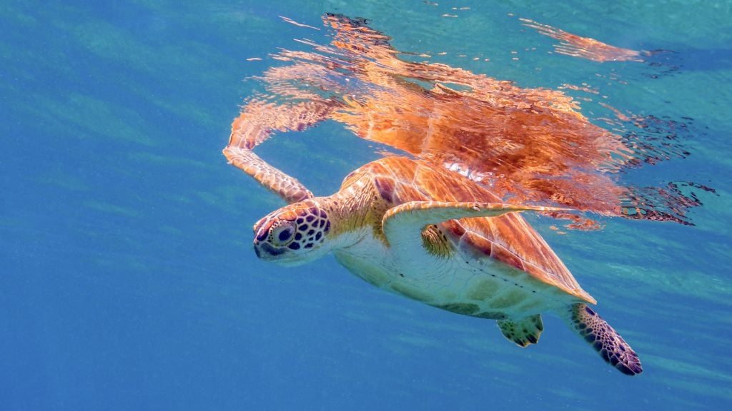 sea turtle underwater near st croix us virgin islands