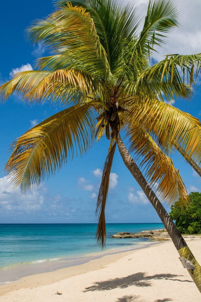 palm tree on one of the best st croix beaches us virgin islands