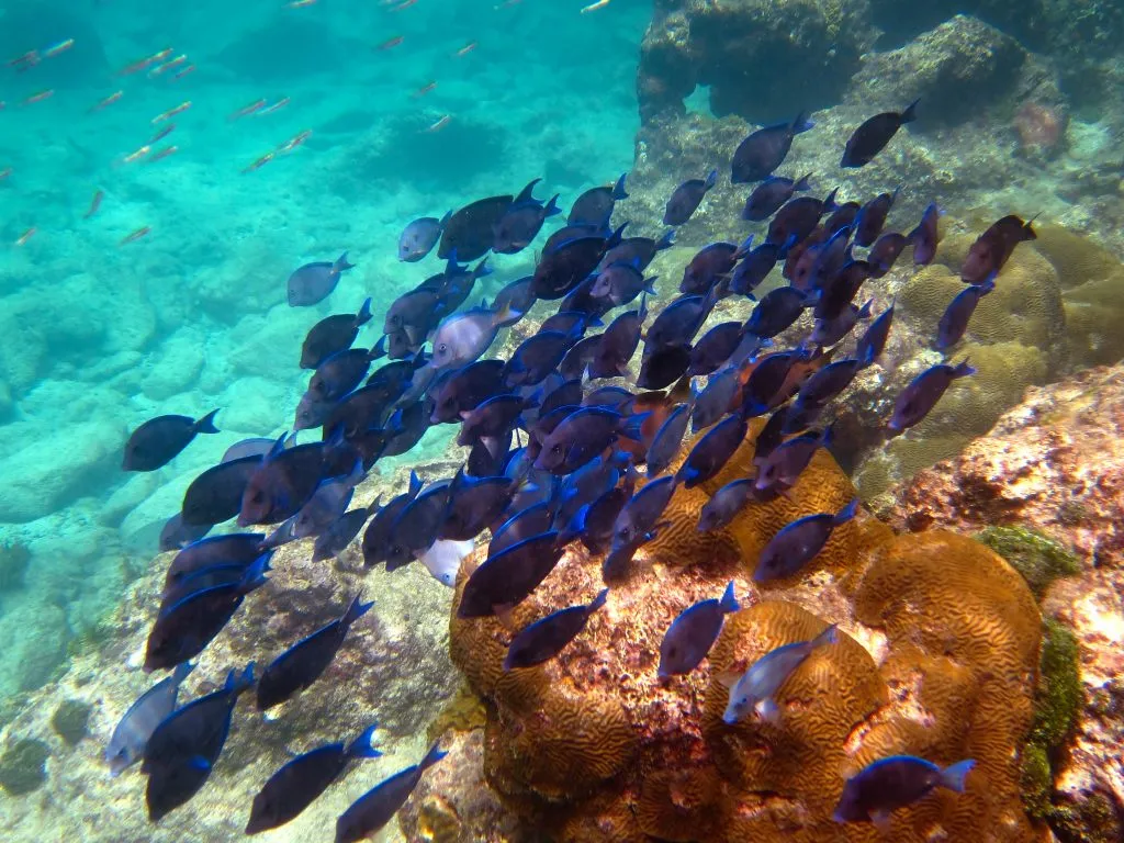 school of blue tang fish as seen when snorkeling st john