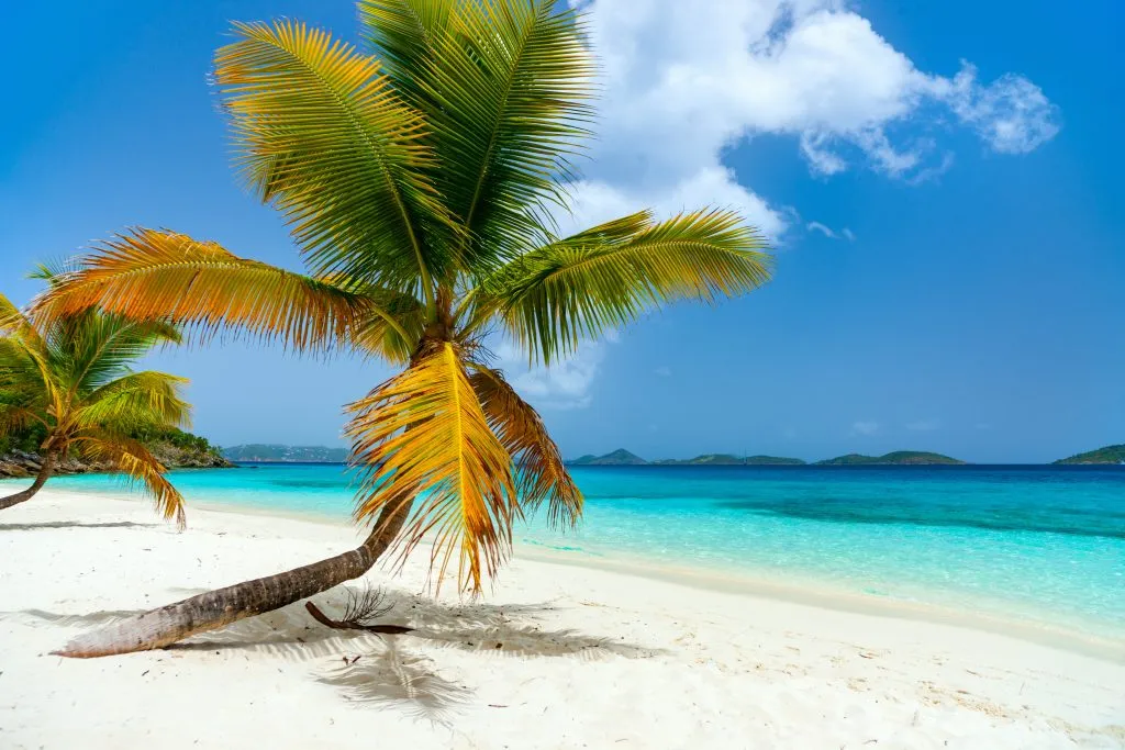 salomon bay beach with palm tree, one of the most beautiful beaches usvi