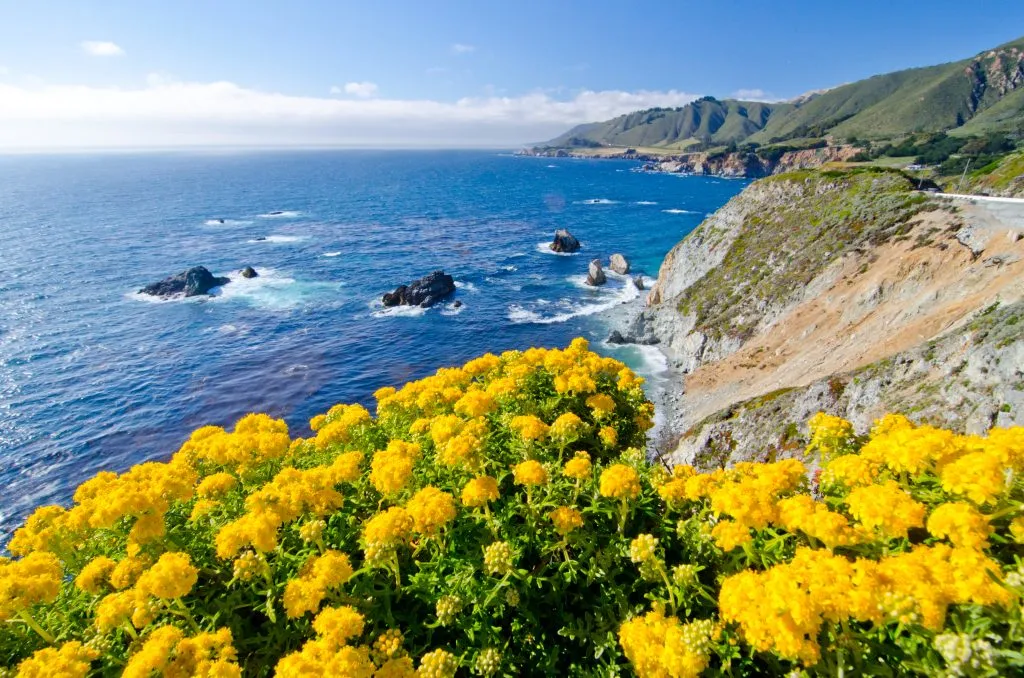 yellow flowers blooming along pacific coast highway most beautiful places in california vacation spots