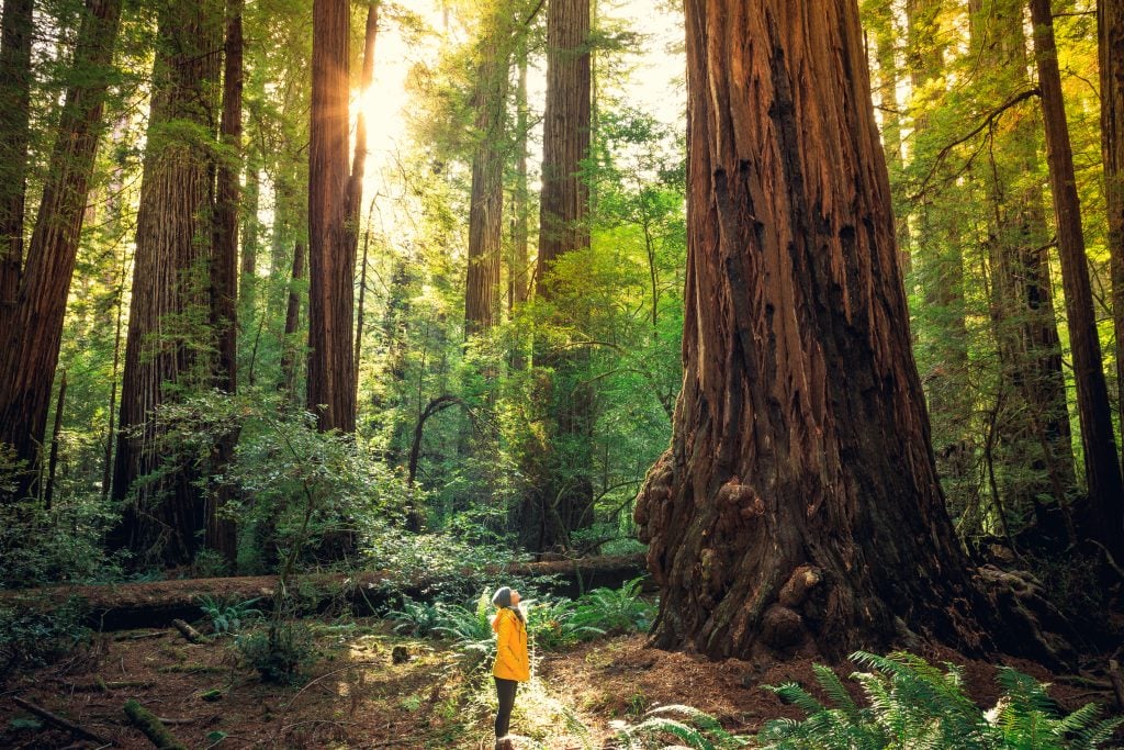 woman in a yellow jacket hiking amongst the redwoods when visiting california usa