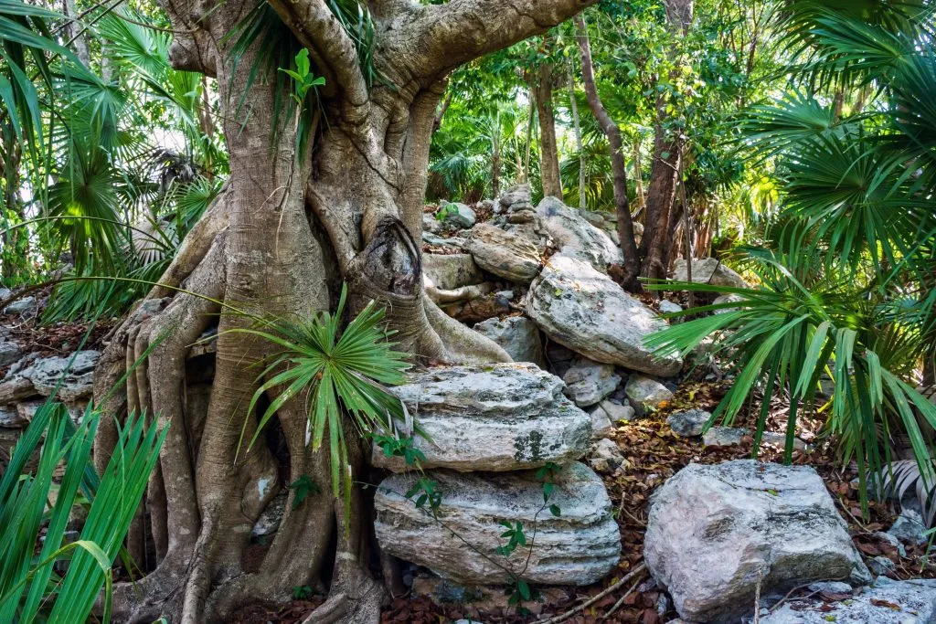 tree growing amongst mayan ruins in mexico riviera maya