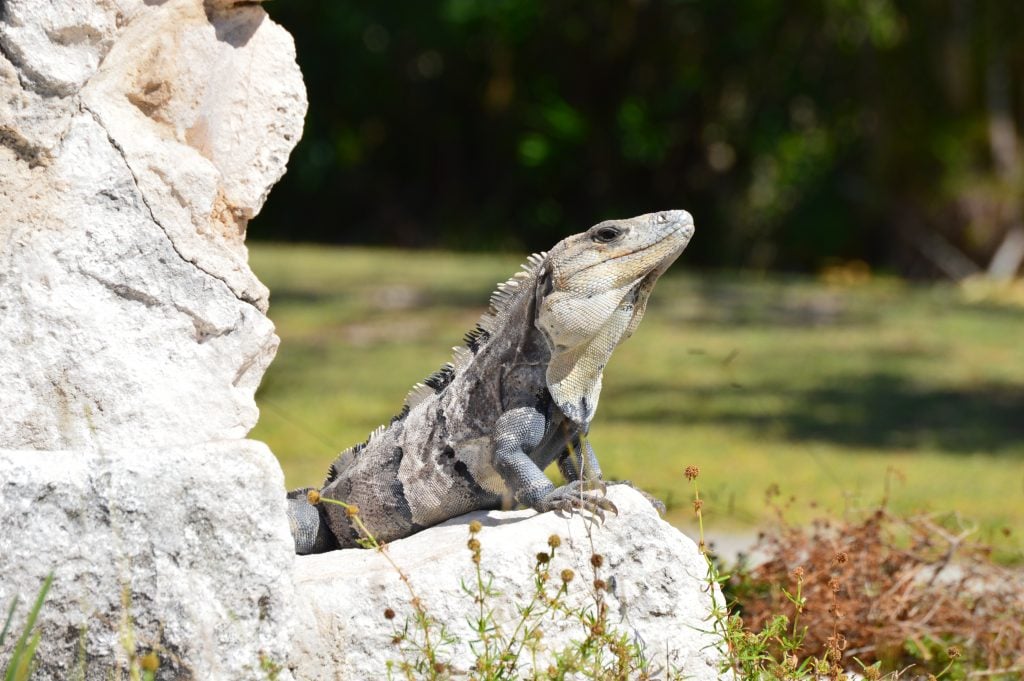 iguana sitting on ruins of el rey in cancun