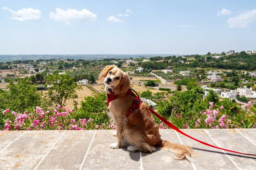 ranger storm sitting on a ledge overlooking the puglia countryside in locorotondo