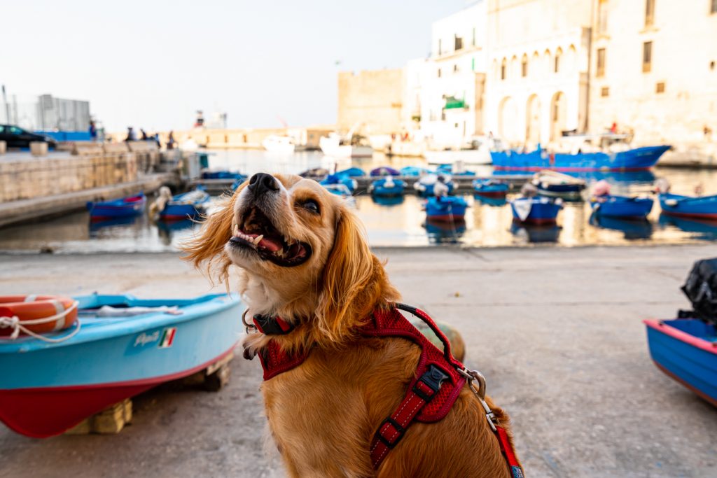 ranger smiling amongst the boats in the old harbor of monopoli italy