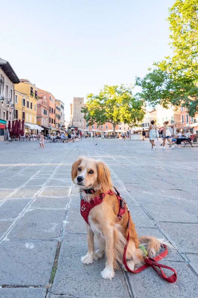 ranger storm sitting in the campo santa margherita, one of the best places to visit in dorsoduro venice italy