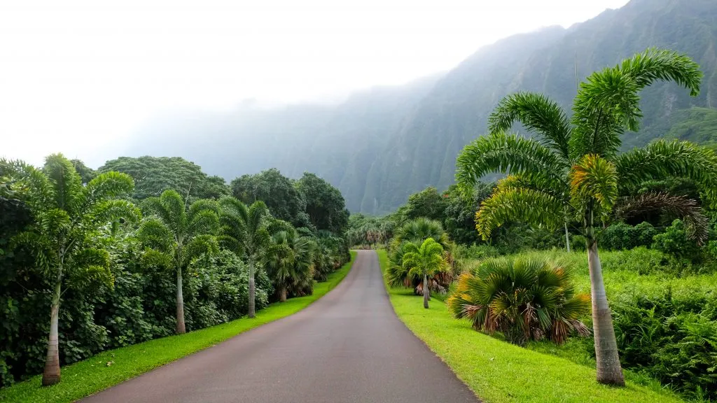 empty road at Ho’omaluhia Botanical Garden on a misty day