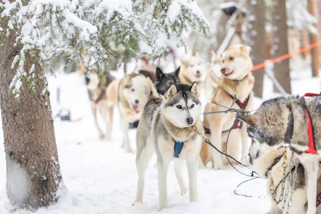 siberian huskies getting ready for dog sledding in finnish lapland, one of the best places to visit winter europe