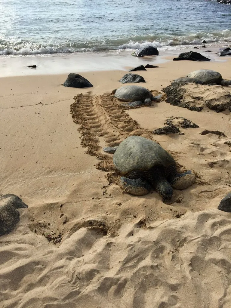 hawaiian green sea turles on Laniakea Beach, one of the best places to visit in oahu hawaii