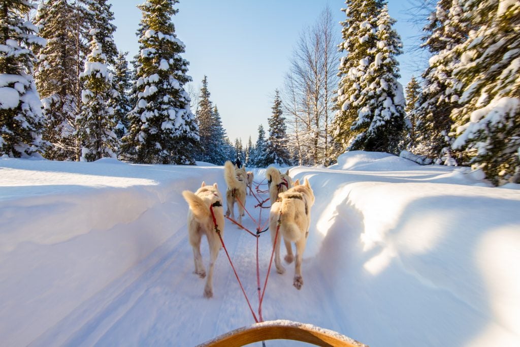 dog sledding from perspective of sled driver during winter europe