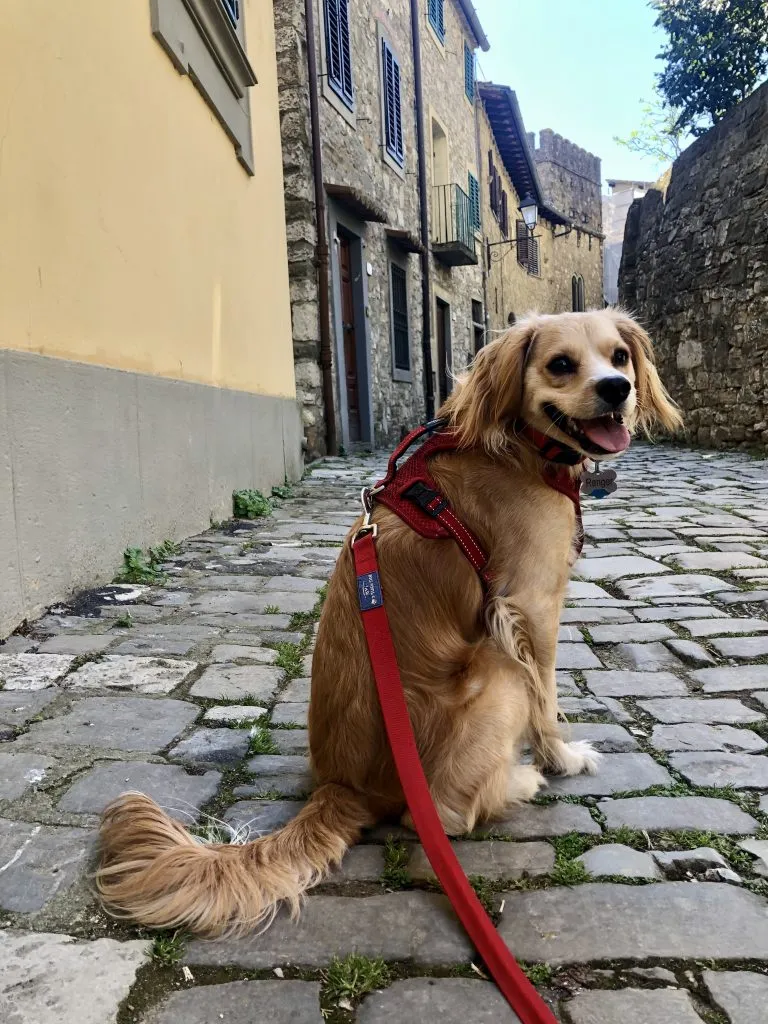 ranger storm sitting on stone street tuscany