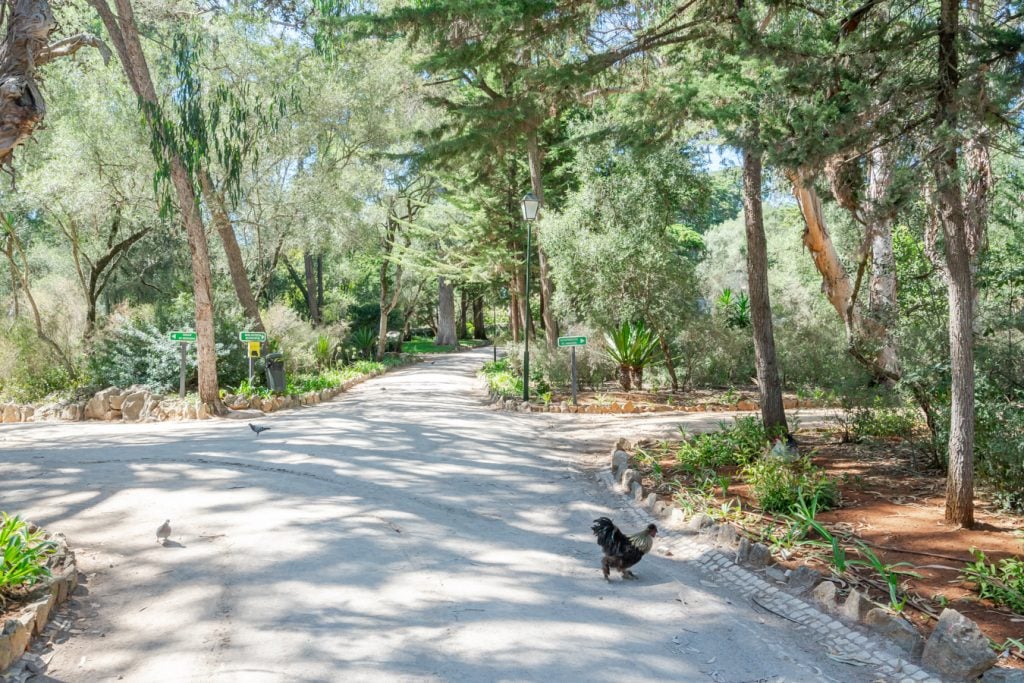 shaded path with a chicken crossing it in Parque Marechal Carmona, one of the best places to visit in cascais portugal