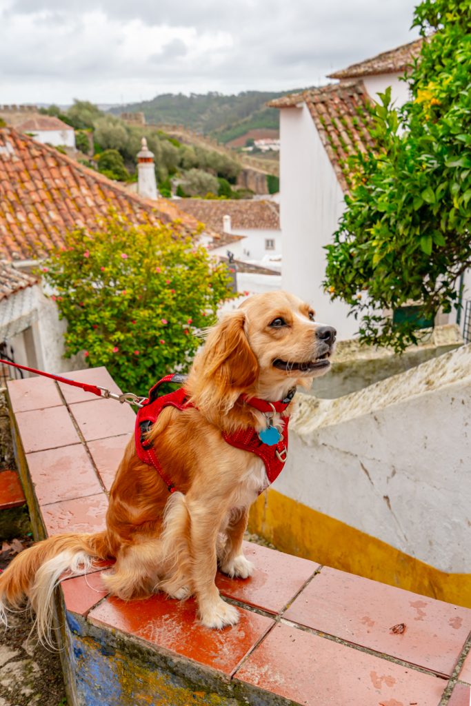 ranger storm on the backstreets of obidos december