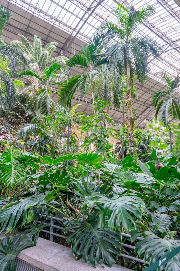 botanical garden inside the atocha train station