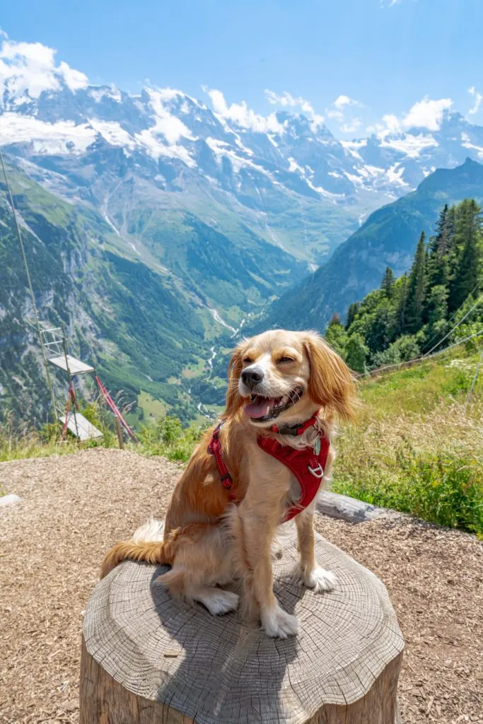 ranger storm sitting on a stump in murren switzerland with alps visible behind him