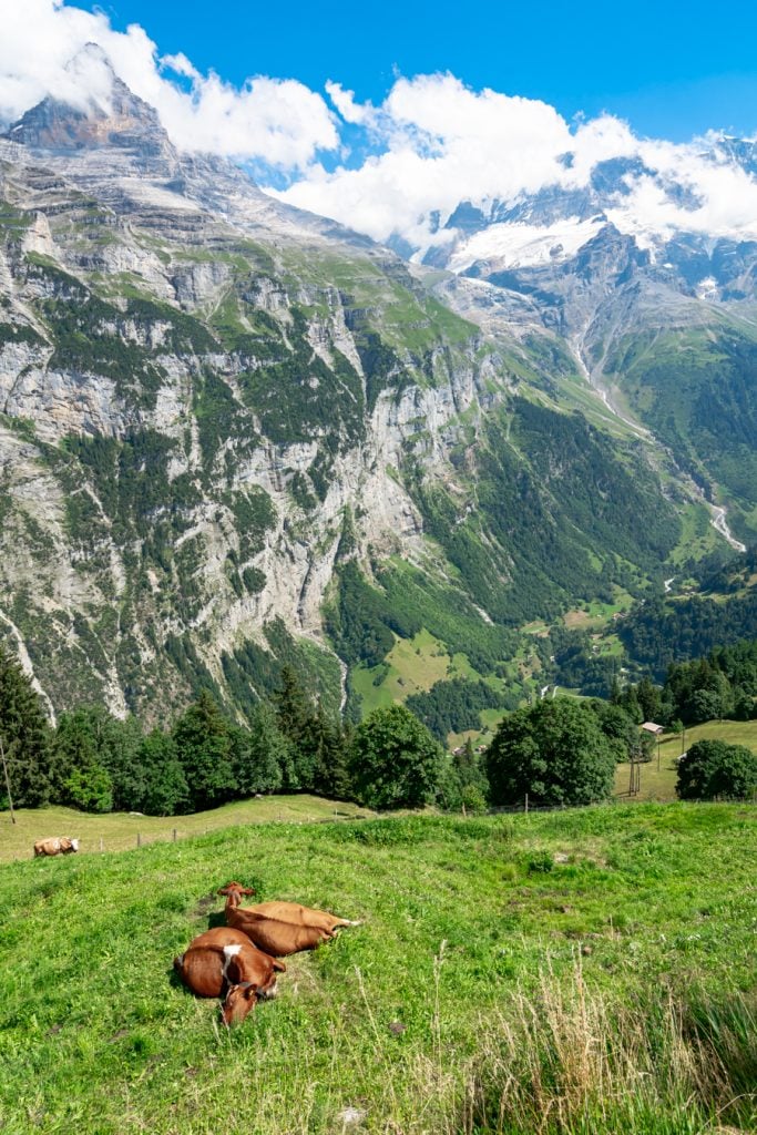 cows in a grassy field with the swiss alps in the background, as seen when hiking from murren to gimmelwald switzerland