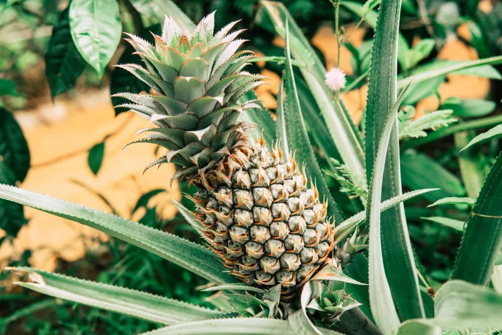 green pineapple growing in hawaii, one of the best things to see in oahu