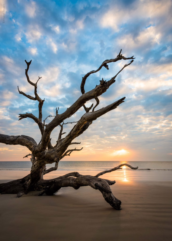 driftwood tree at sunset on jekyll island driftwood beach