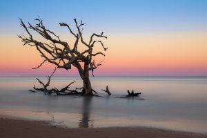 bare tree in the water at driftwood beach at sunset, one of the best things to do on jekyll island georgia
