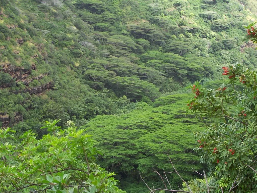dense forest on oahu hawaii