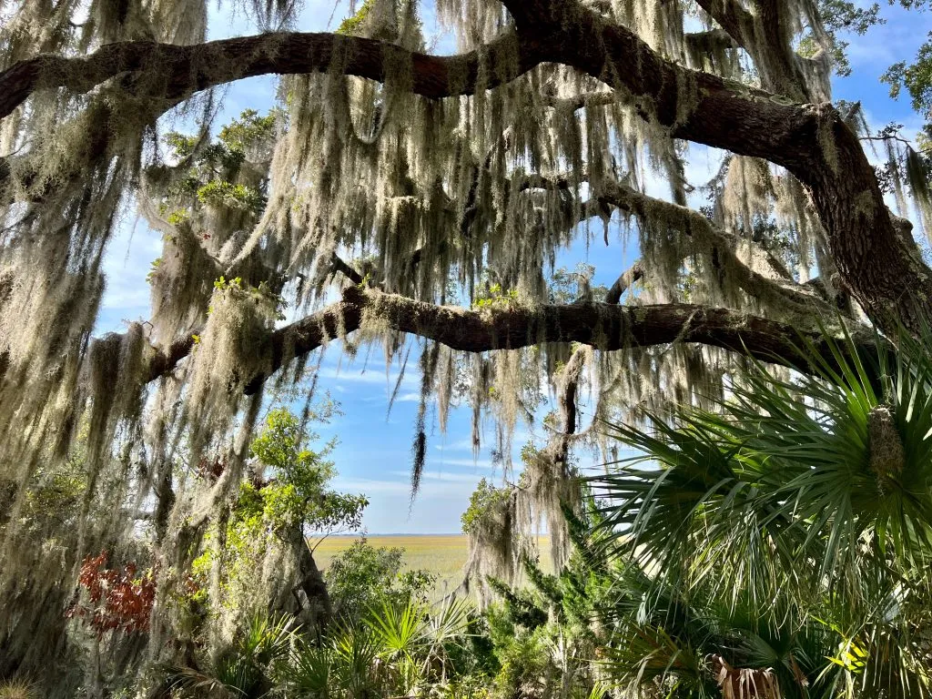spanish moss hanging from trees with ocean visible in the background