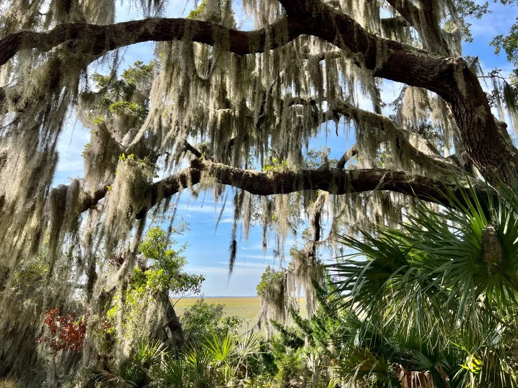 Spanish Moss • Jekyll Island, Georgia • Vacation, Conservation, and  Education Destination