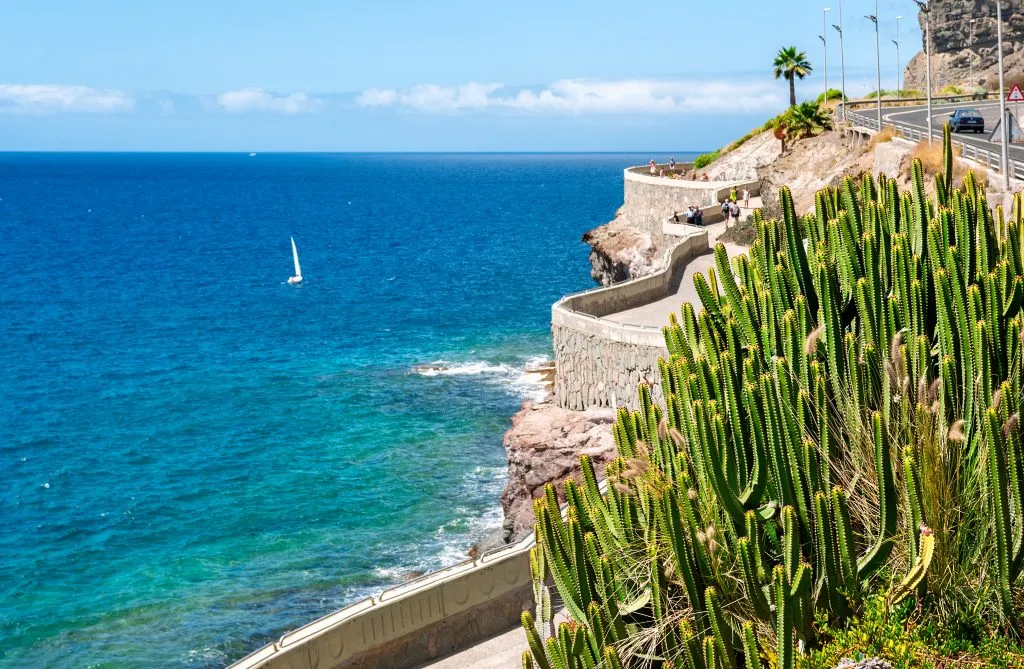 coastal train near puerto rico de gran canaria with cacti in the foreground