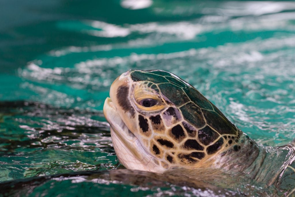 sea turtle being cared for at a rehabilitation center