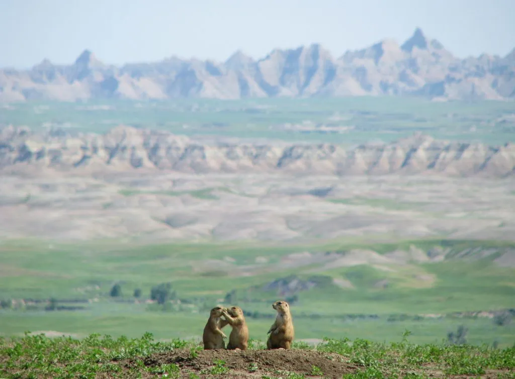 3 praire dogs in badlands national park, a great stop on a south dakota midwest road trip