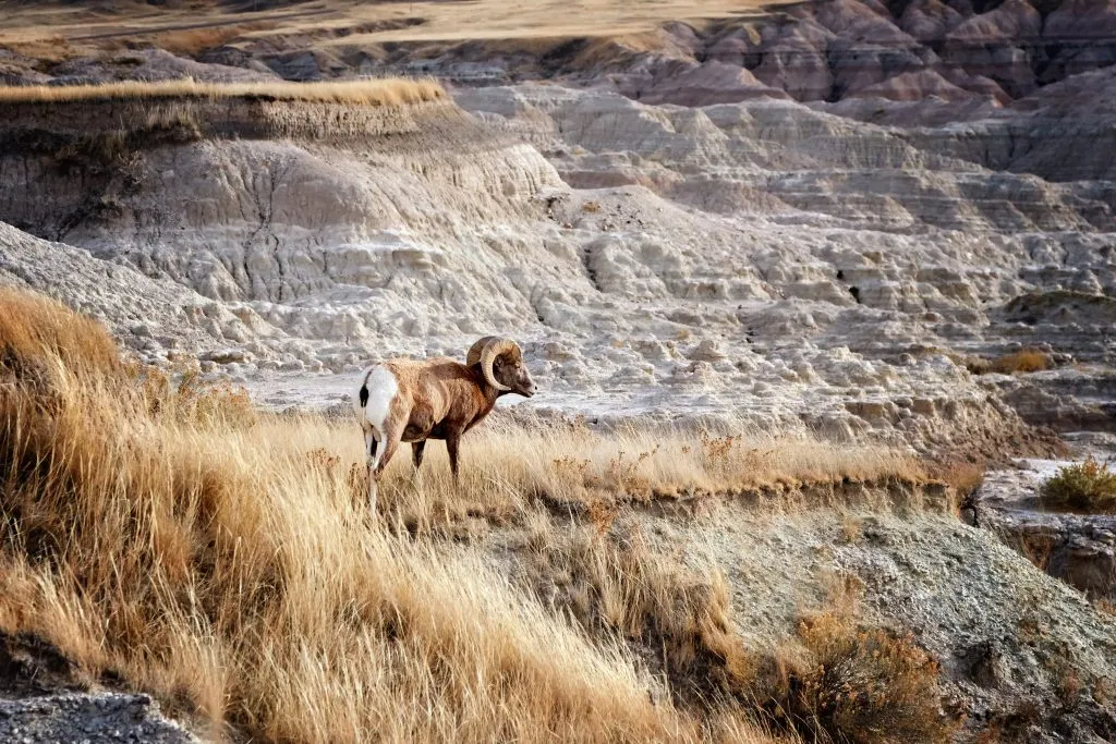 bighorn sheep seen on a midwest road trip in badlands national park