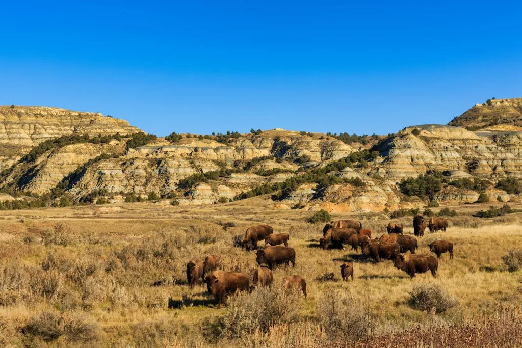 buffalo in theodore roosevelt national park, an amazing stop on a road trip in the midwest