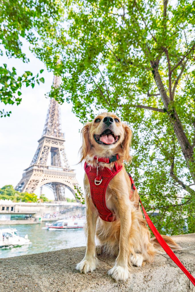 ranger storm sitting on a ledge overlooking the seine with the eiffel tower in the background during one perfect day in paris france