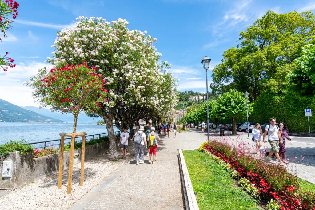 flowering trees along the waterfront promenade in bellagio italy