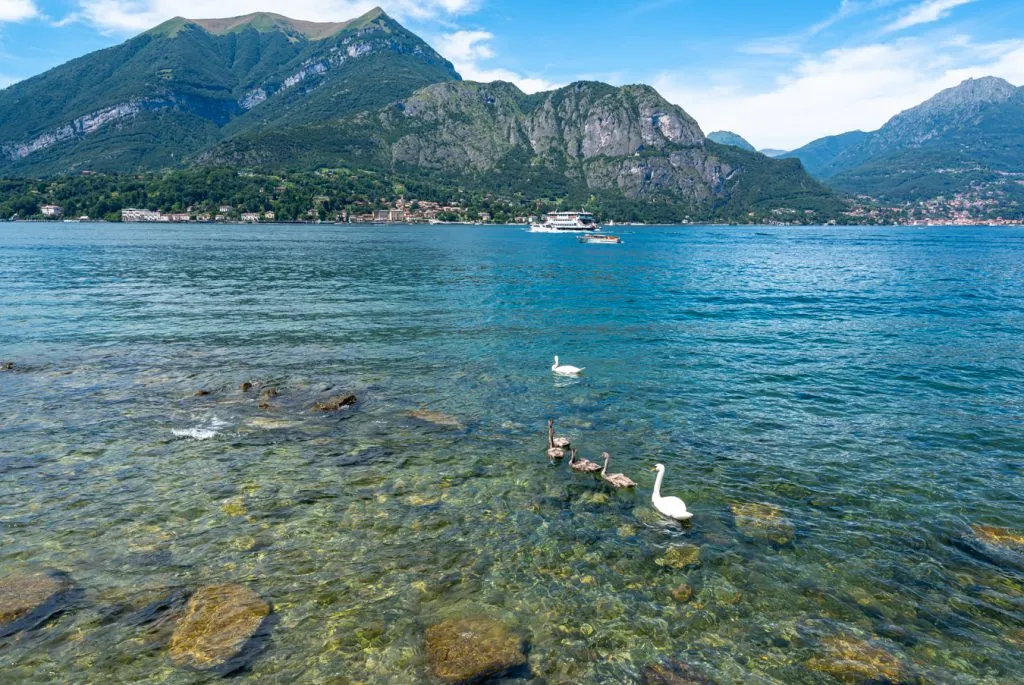 swams swimming away from the camera near the shore of lake como italy