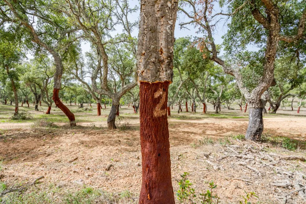 portuguese cork forest in alentejo with harvested cork tree in the foreground