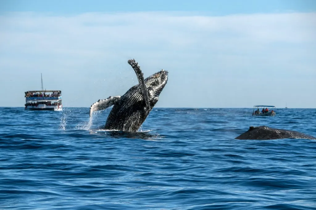 humpback whale jumping out of the water near maui with tourist boats in the background, one of the best winter vacation destinations in the united states