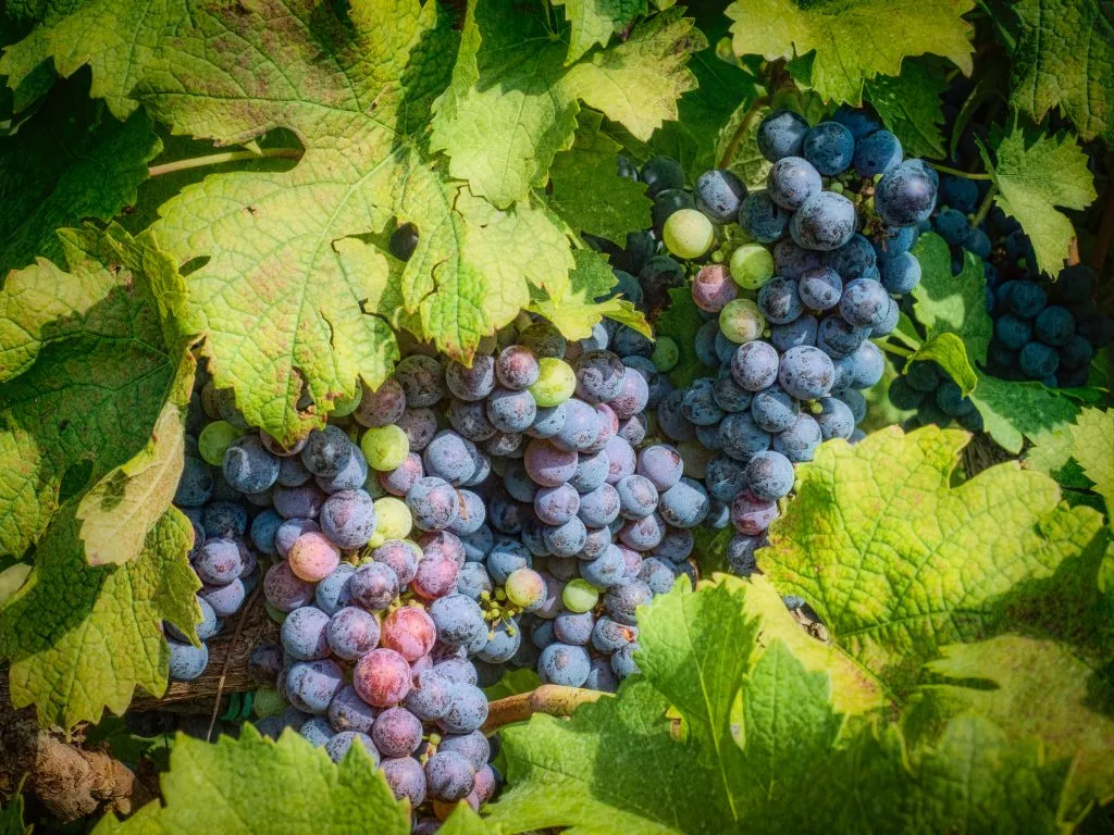 close up of grapes growing at a vineyard