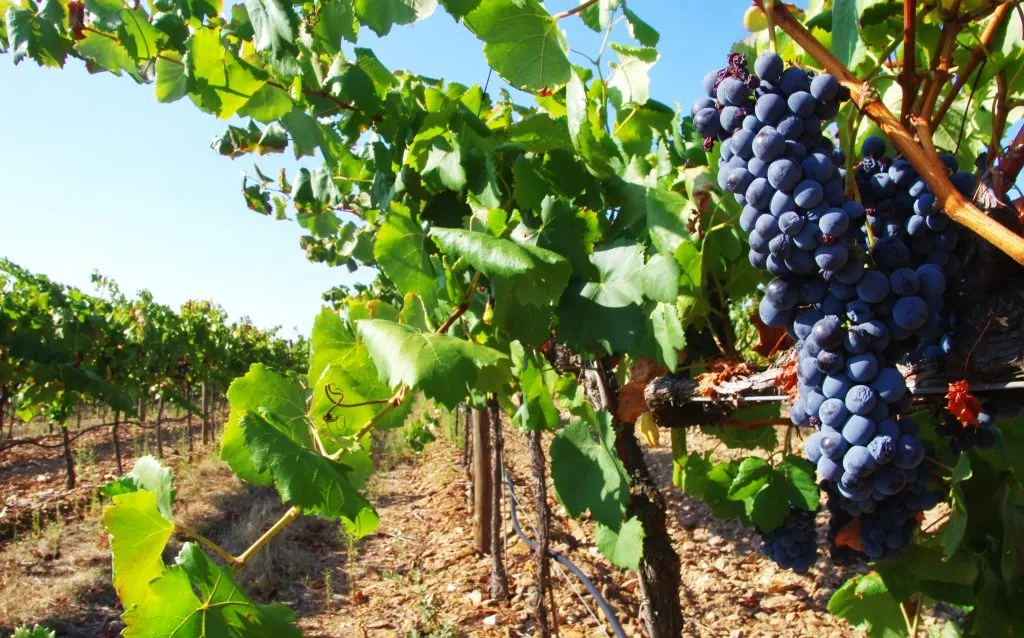 bunches of grapes growing on the vine in an alentejo vineyard