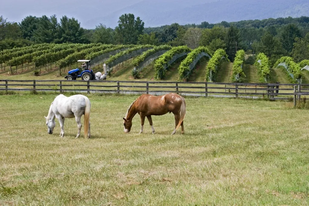 vineyard in virginia with 2 horses in the foreground and grape vines in the background