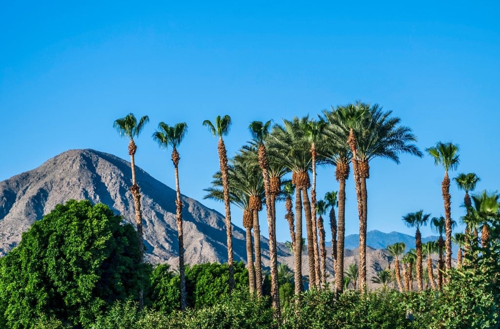 palm trees with mountains in the background in palm springs california, a great warm weather vacation destination winter in usa