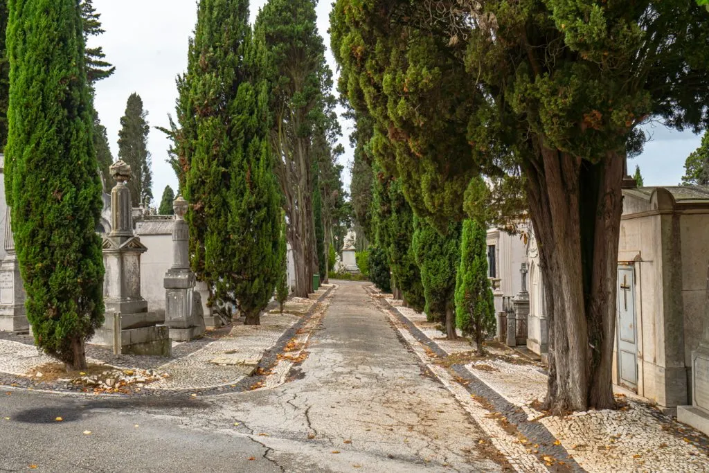 tree lined path in prazeres cemetery, one of the best hidden gems in lisbon portugal