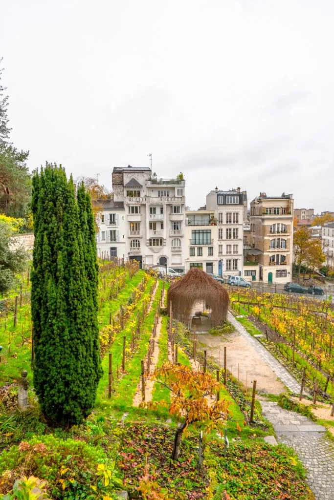 view of le clos montmartre paris vineyard from montmartre museum gardens, one of the best things to see in montmartre village