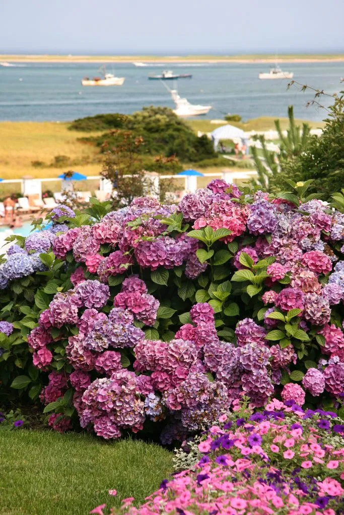 hydrangeas blooming on cape cod with the ocean visible in the distance