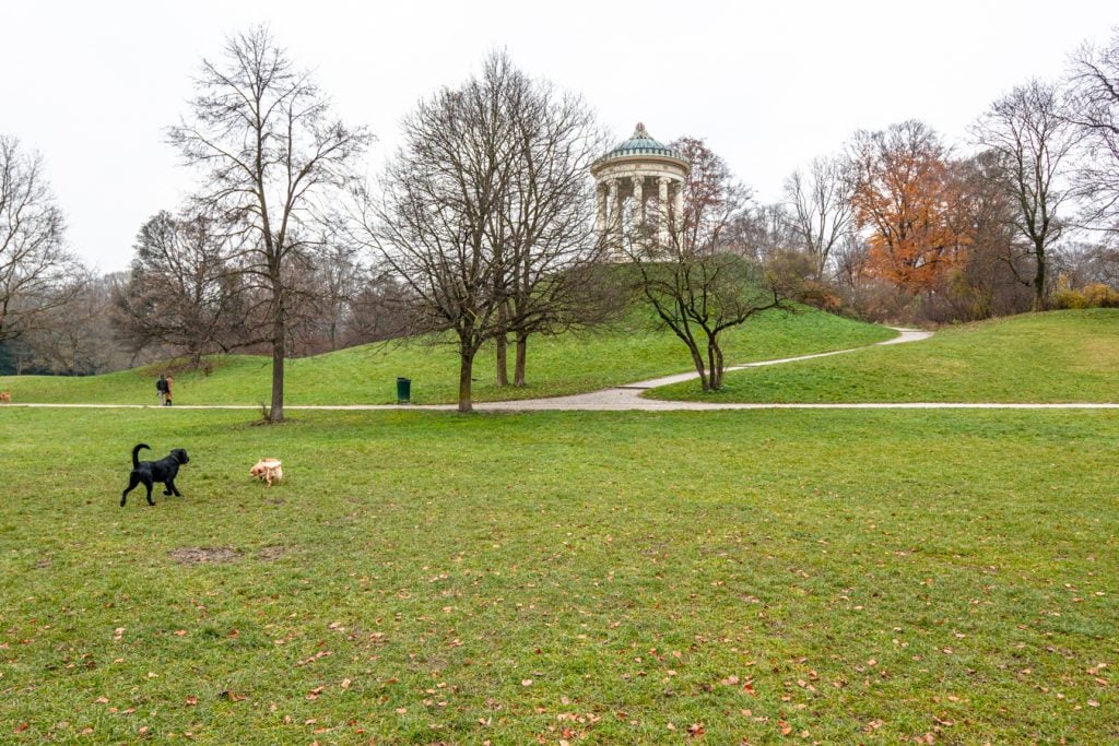 dogs playing on a lawn in englischer garden with Monopoteros visible in the background