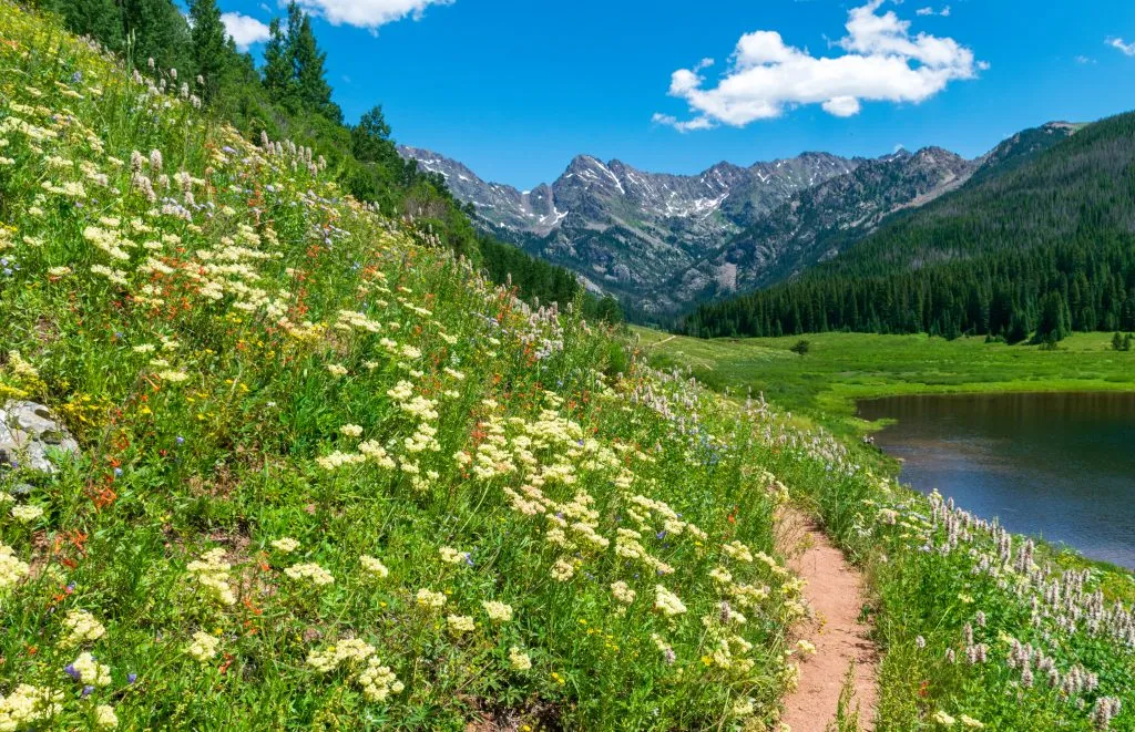 hiking trail surrounded by wildflowers near vail, one of the best colorado mountain towns to visit