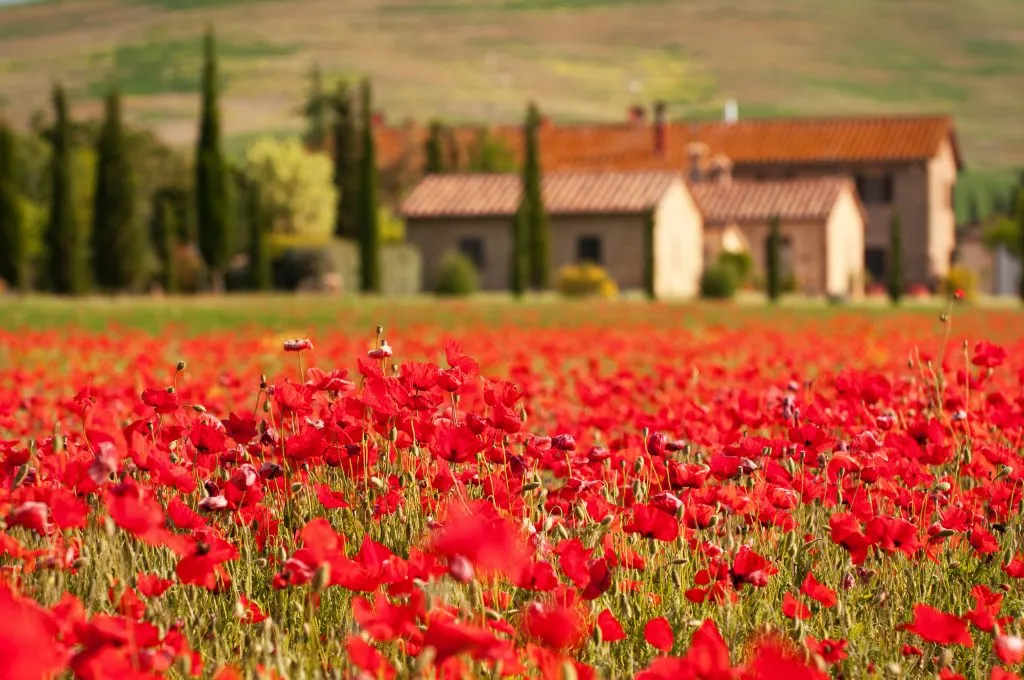 red poppies blooming in val d orcia spring in tuscany italy