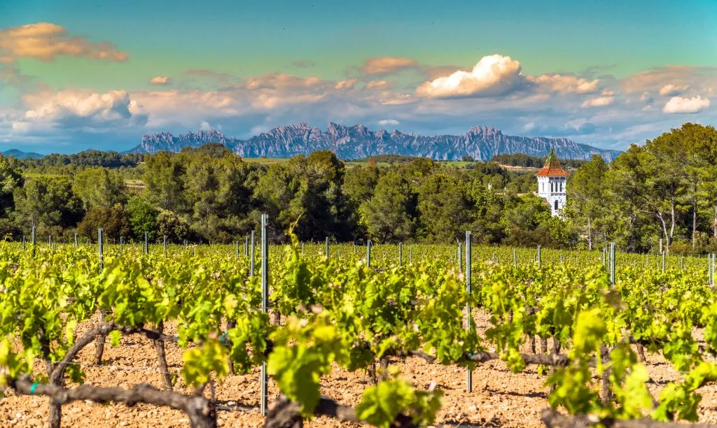 vineyards at a winery in penedes wine region, one of the top day trips near barcelona catalonia